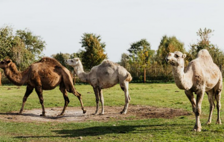 تفسير رؤية الجمل البني في المنام للمتزوجة